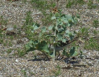 Прикрепленное изображение: b02.jpg